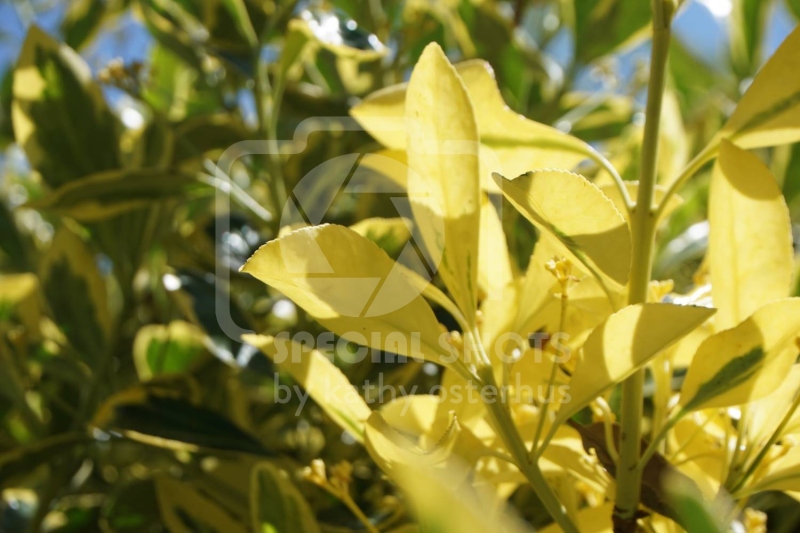 Flora-29