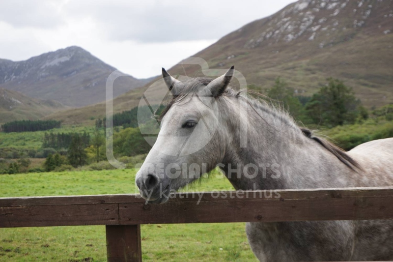 Irish-Pony